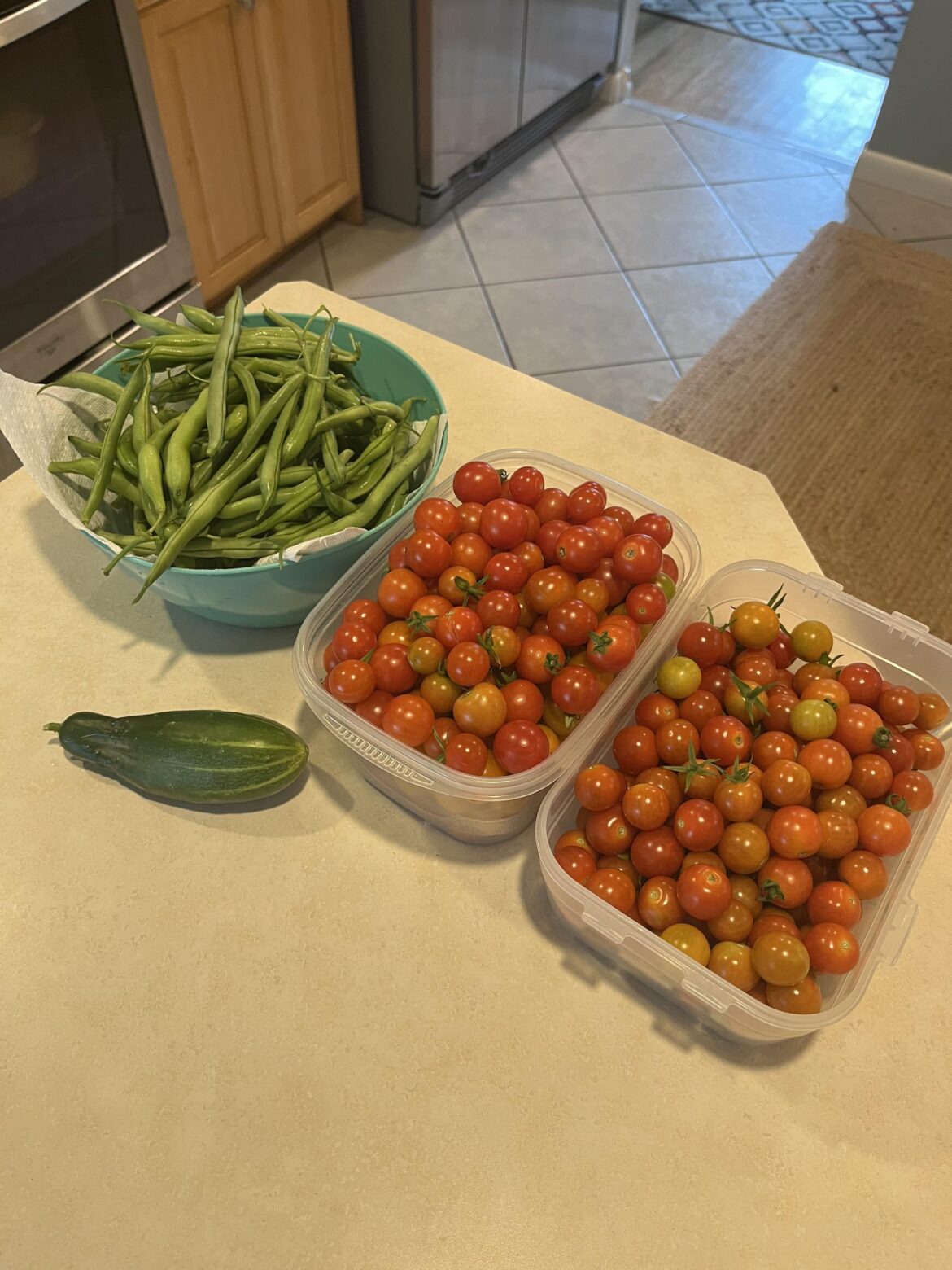 Today’s harvest- beginner