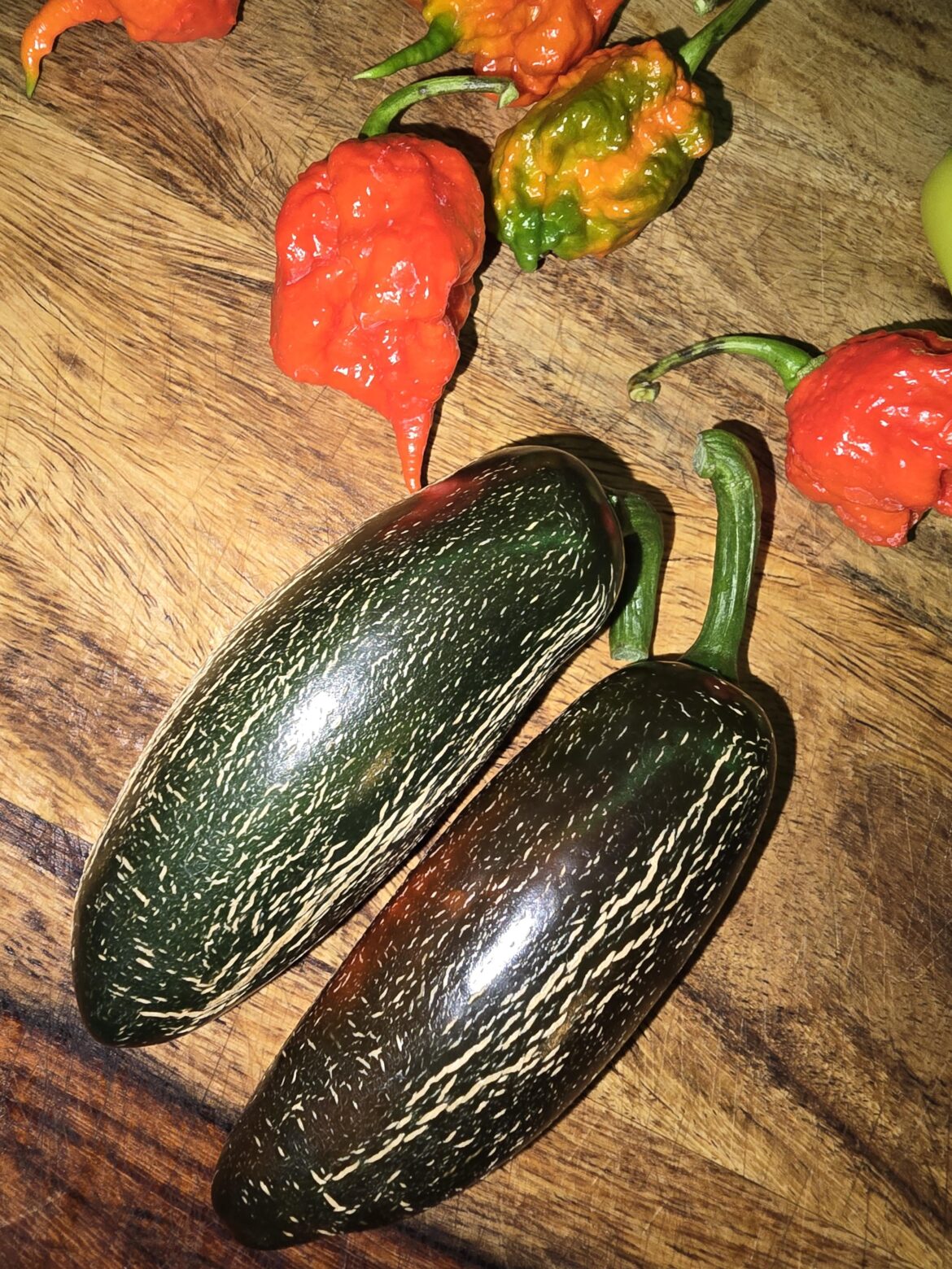These beautiful jalapenos