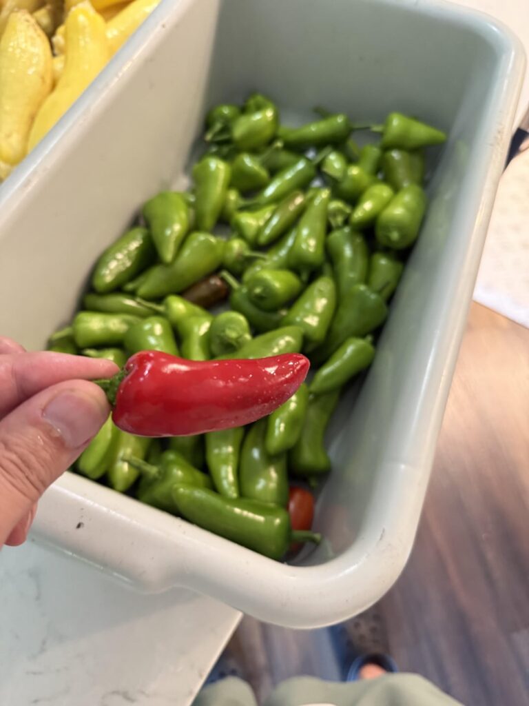 Guys what in the world is this, I swear I planted a poblano Guys what in the world is this, I swear I planted a poblano