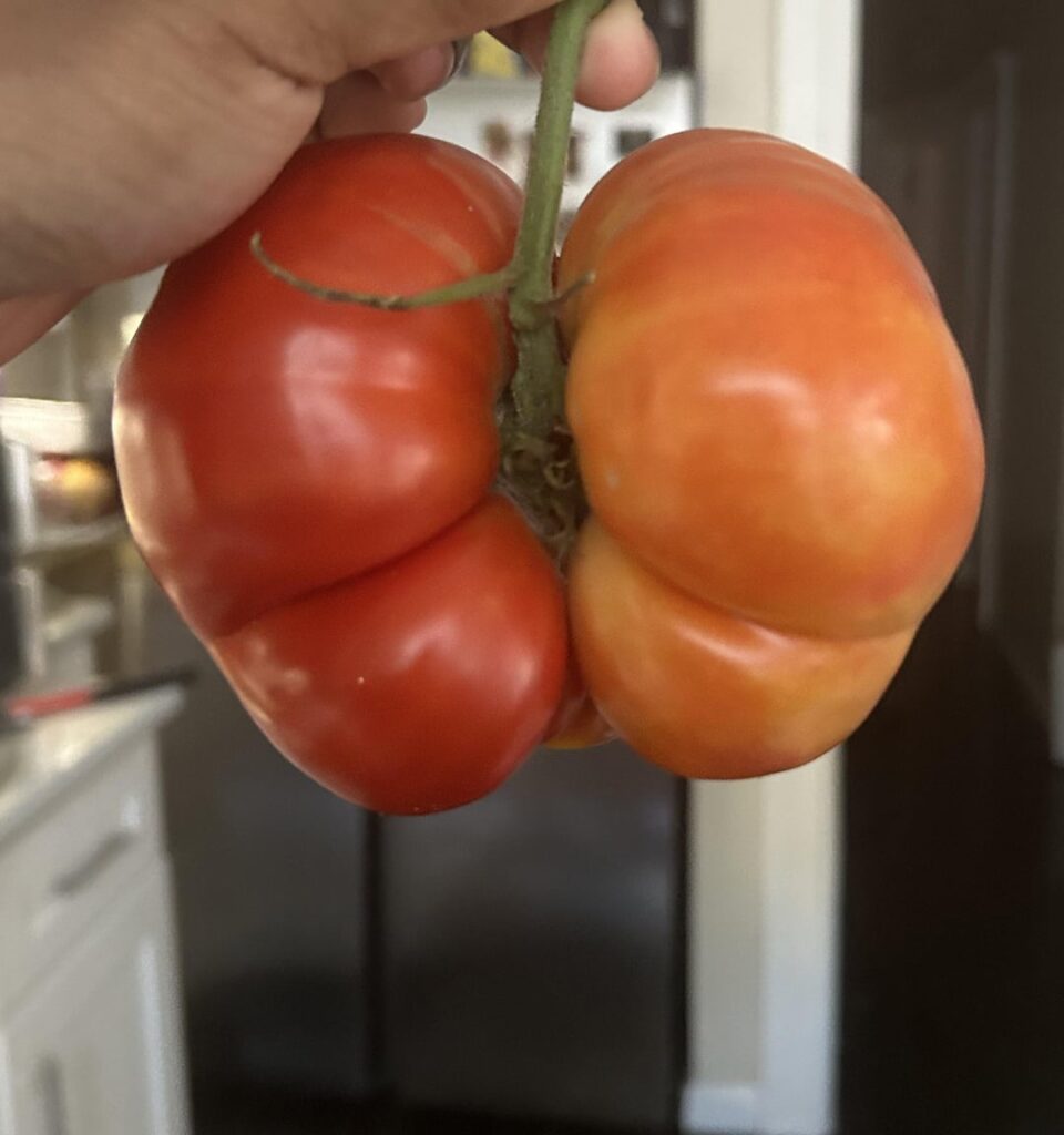 From my aunts garden