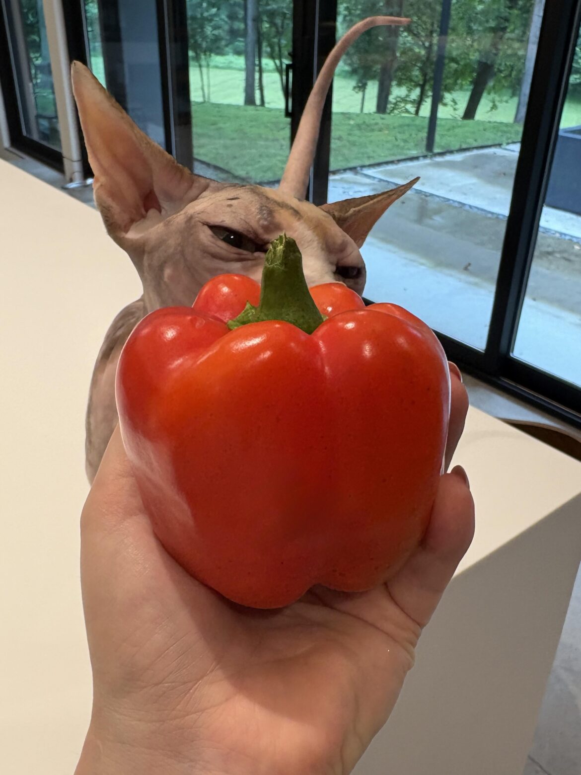 Pretty proud of this pepper I grew 😁