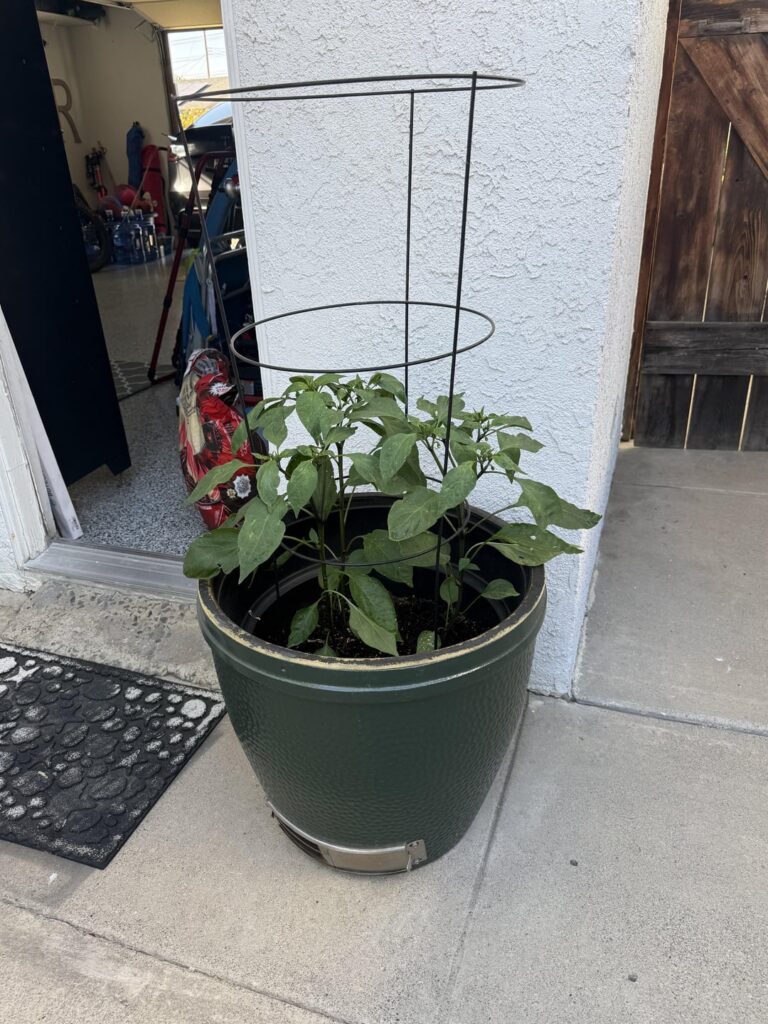 Jalapeños in the egg