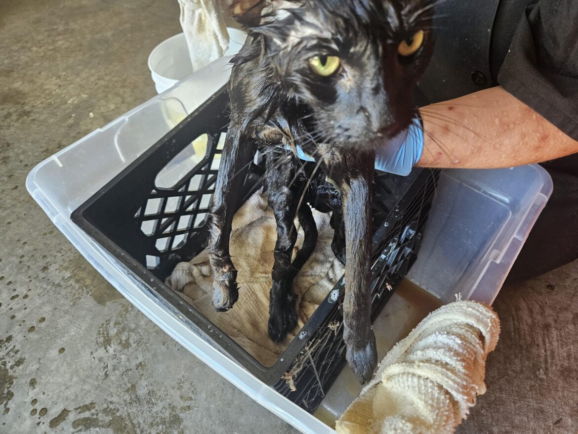 I fished a not fish out of the grease trap at work. That sucker is probably 4ft deep. The pit.....Not the not fish.