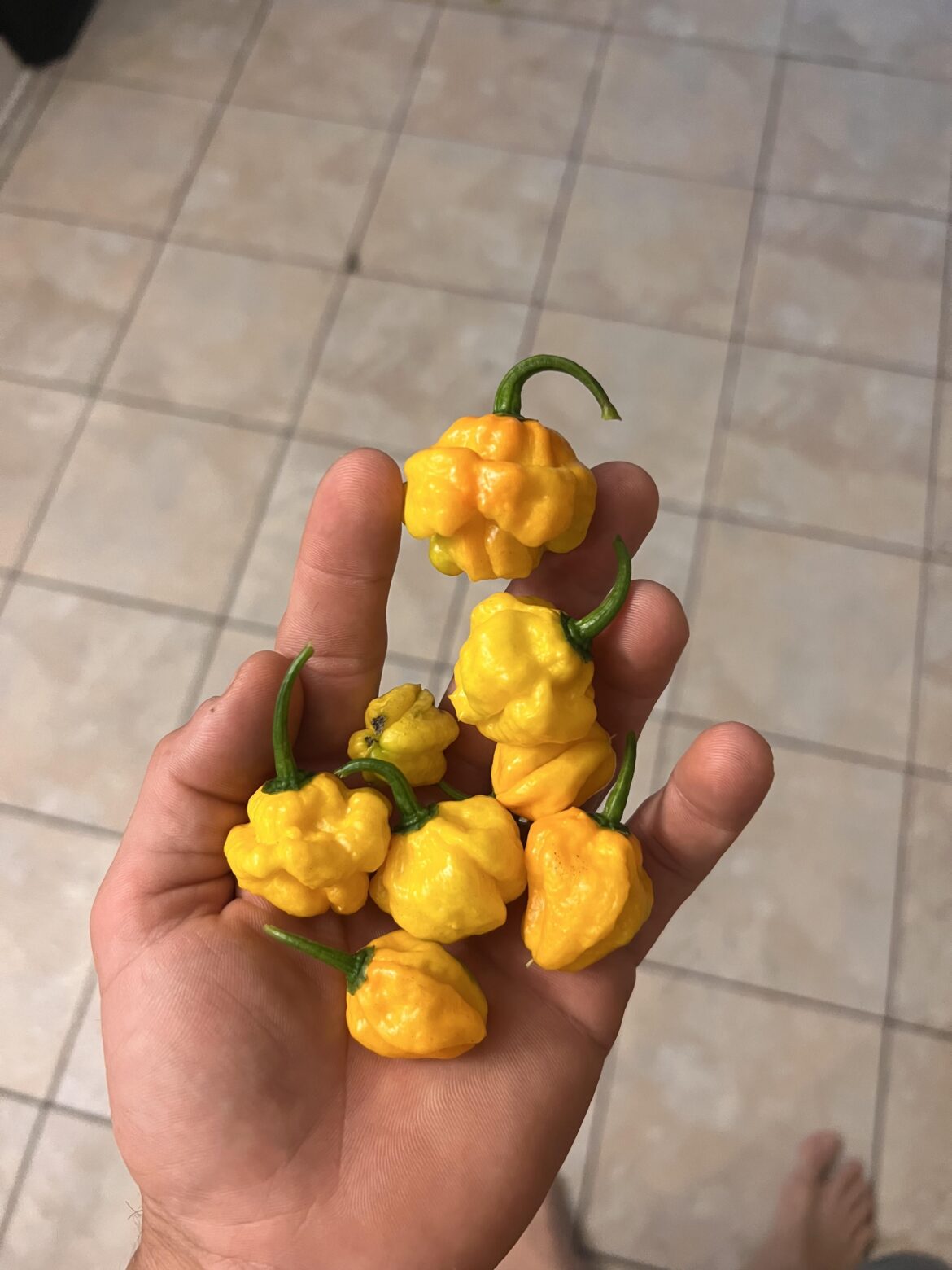 All from the same plant