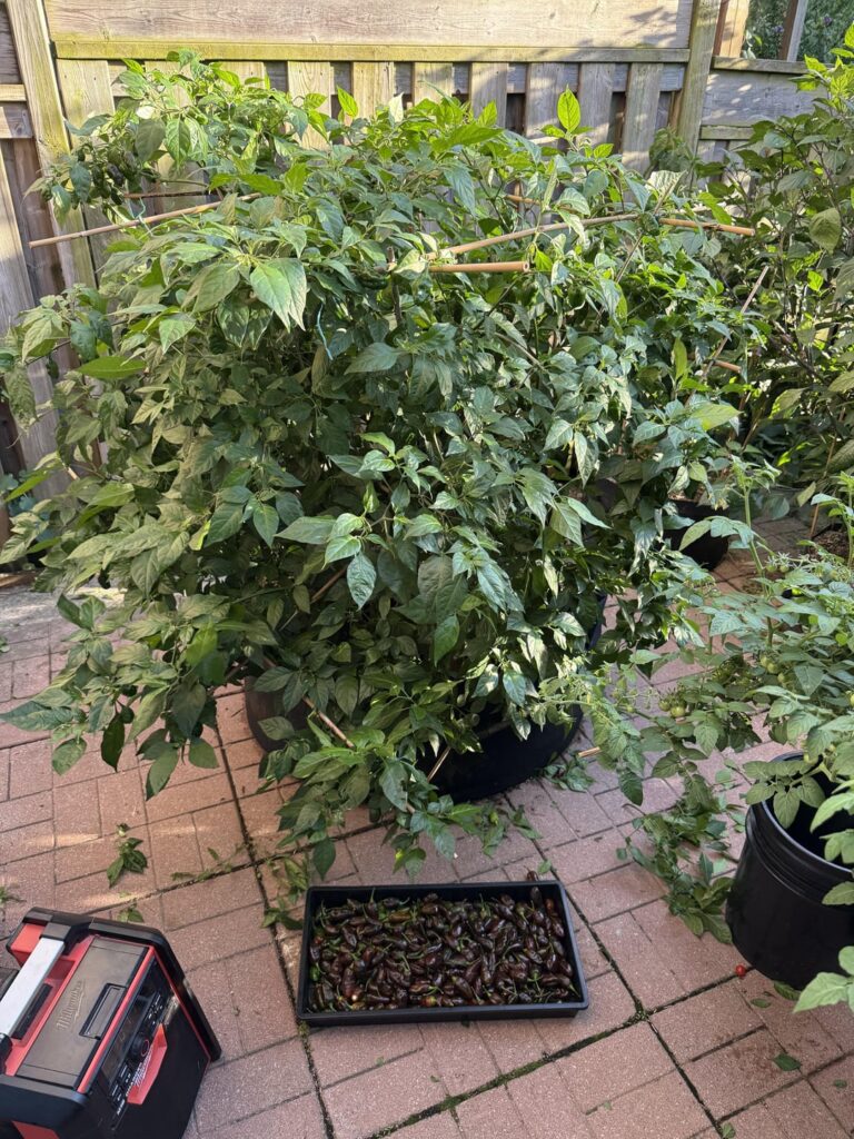 300+ first pick Choc Hab