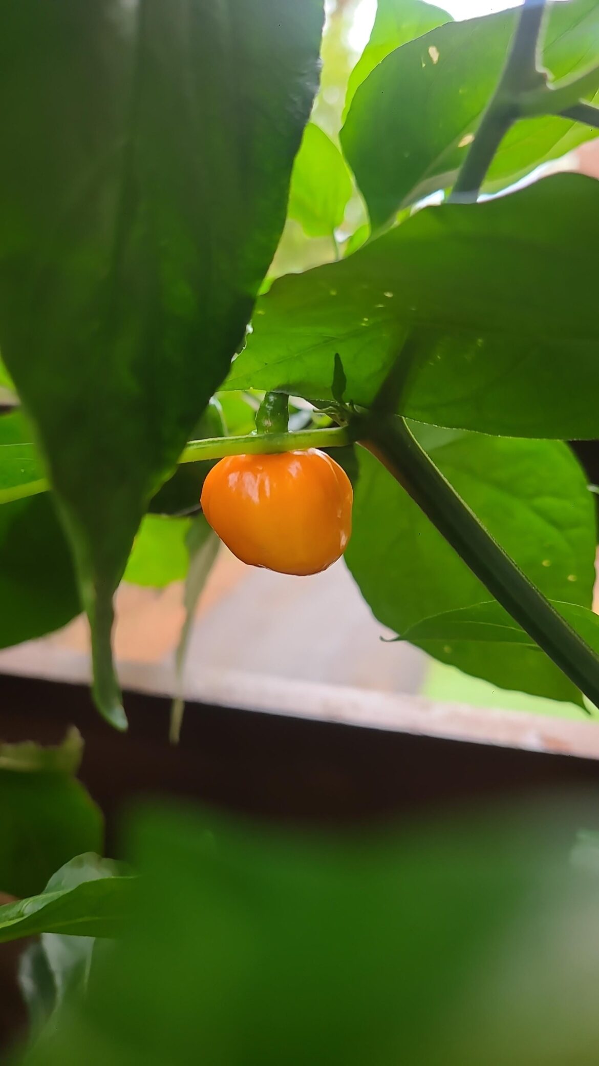 Can I pick this one habenero?