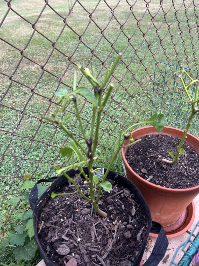 10+ banana peppers gone. These deer are relentless. And now I am sad