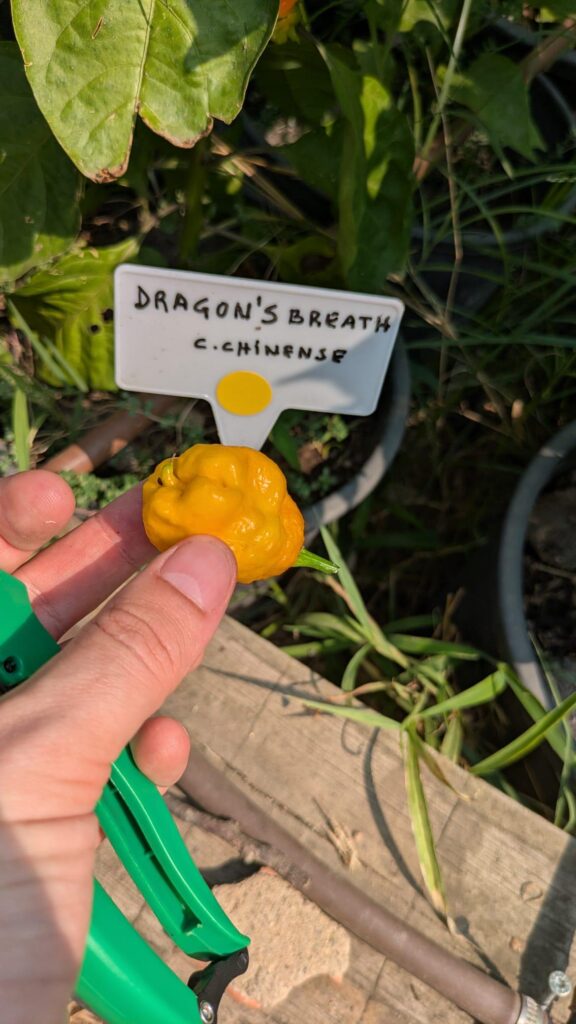 Is Dragon's Breath possibly the spiciest pepper?
