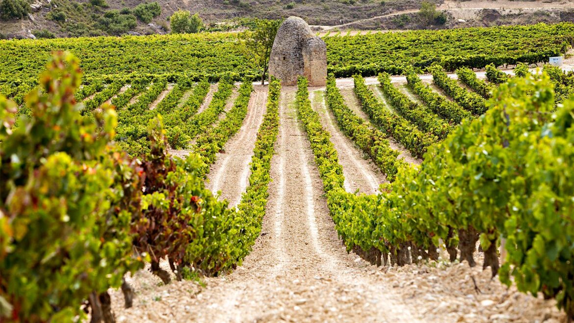 We Just Reviewed 9 Excellent Spanish Wines, Including Several Great Values