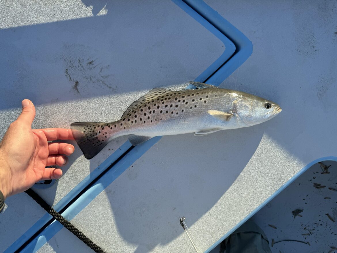 Can speckled seatrout be used for sushi?