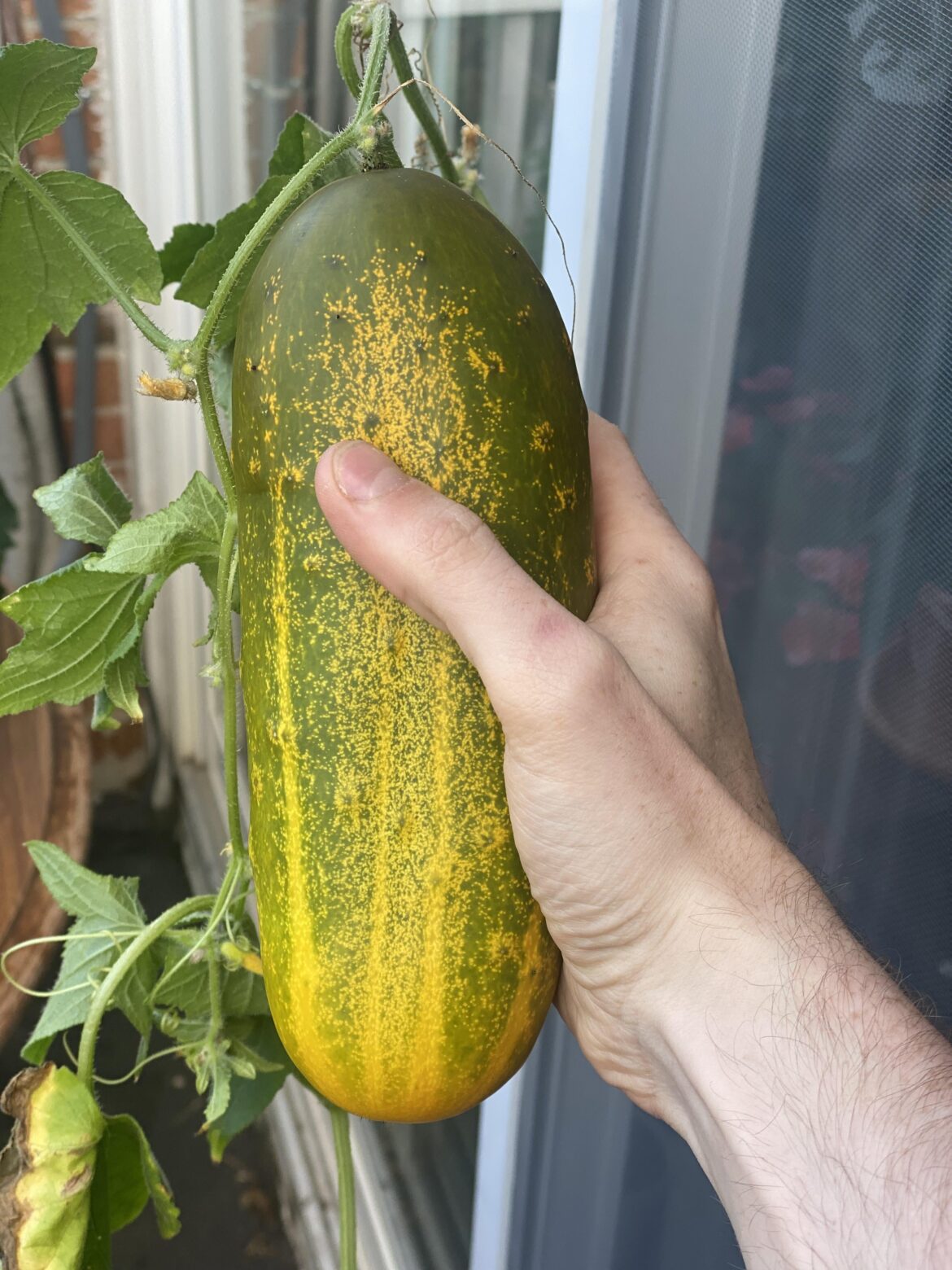 I found this chungus hiding in a corner today… explains why my plant hasnt been flowering lately