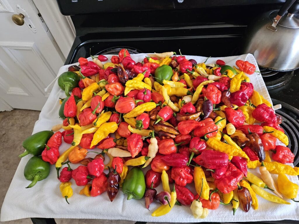 7 lbs of peppers -update