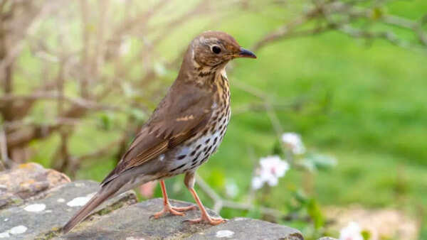 Thrushes were a favourite Roman delicacy among all people