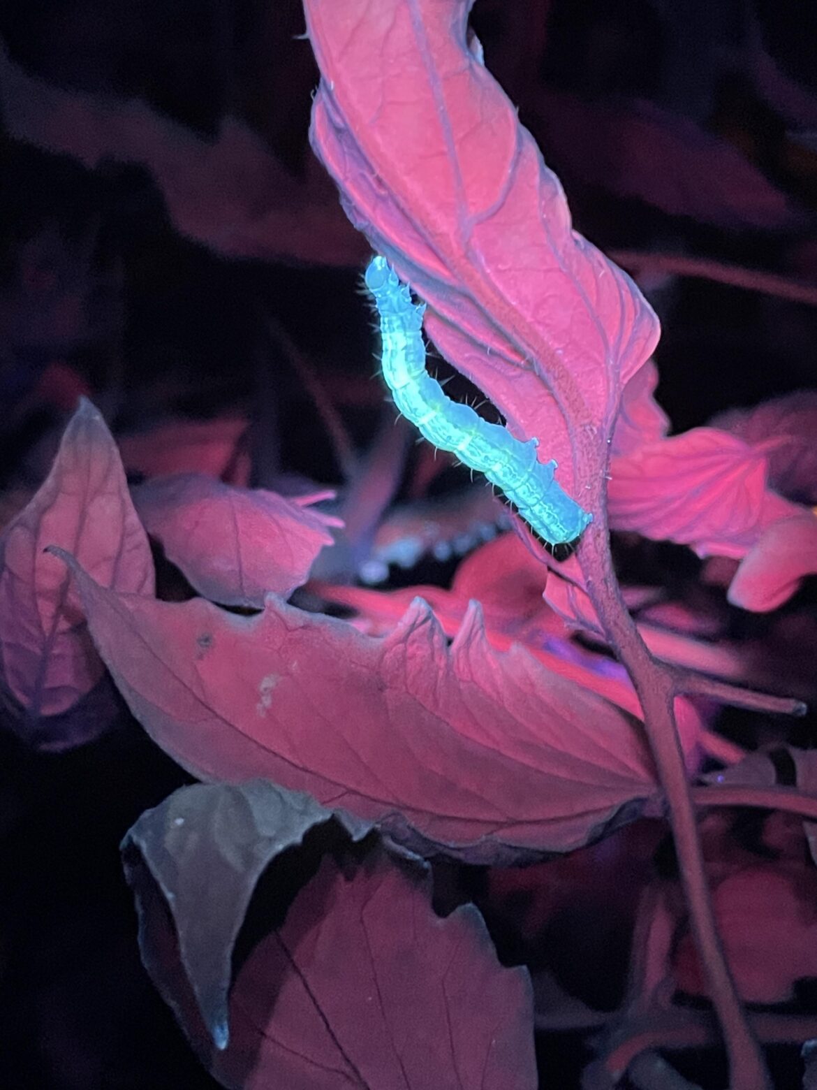 Saw suggestions to get a UV light and I did! Intruder alert! Saw suggestions to get a UV light and I did! Intruder alert!