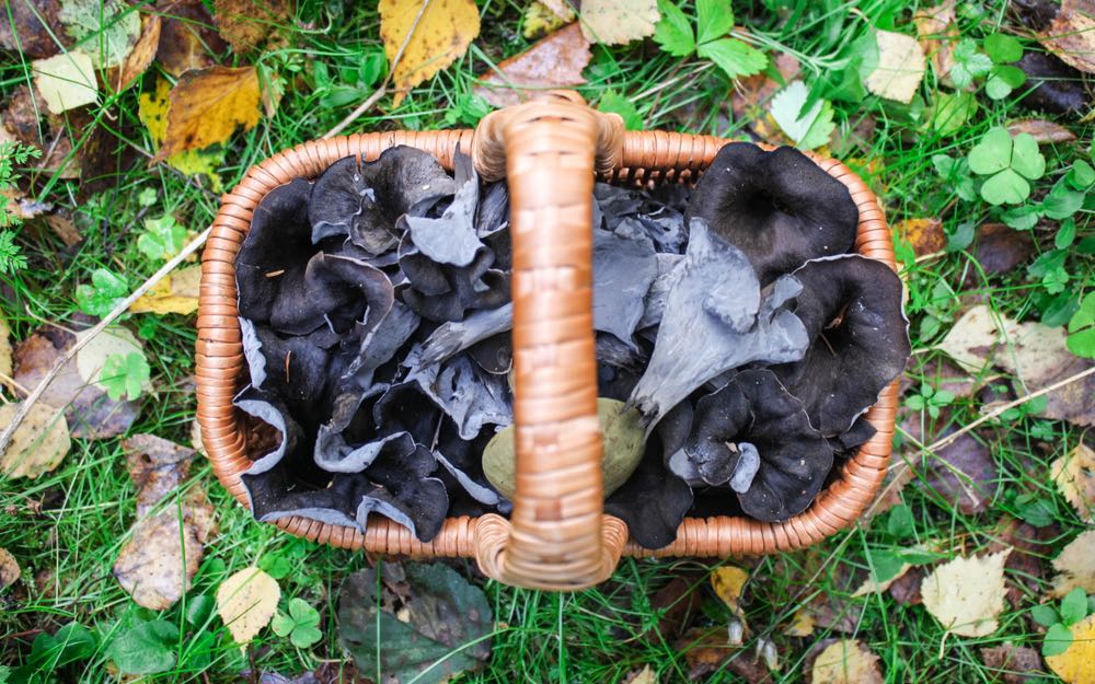 Le trombette dei morti sono dei comuni funghi in Toscana