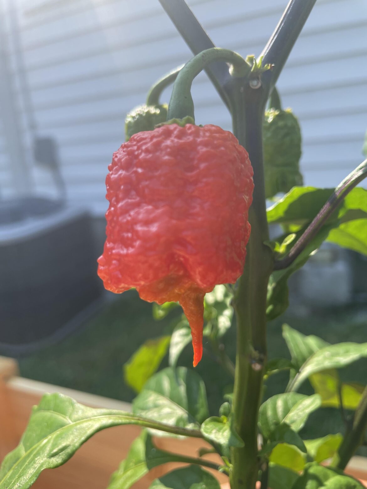 Is my reaper ready?