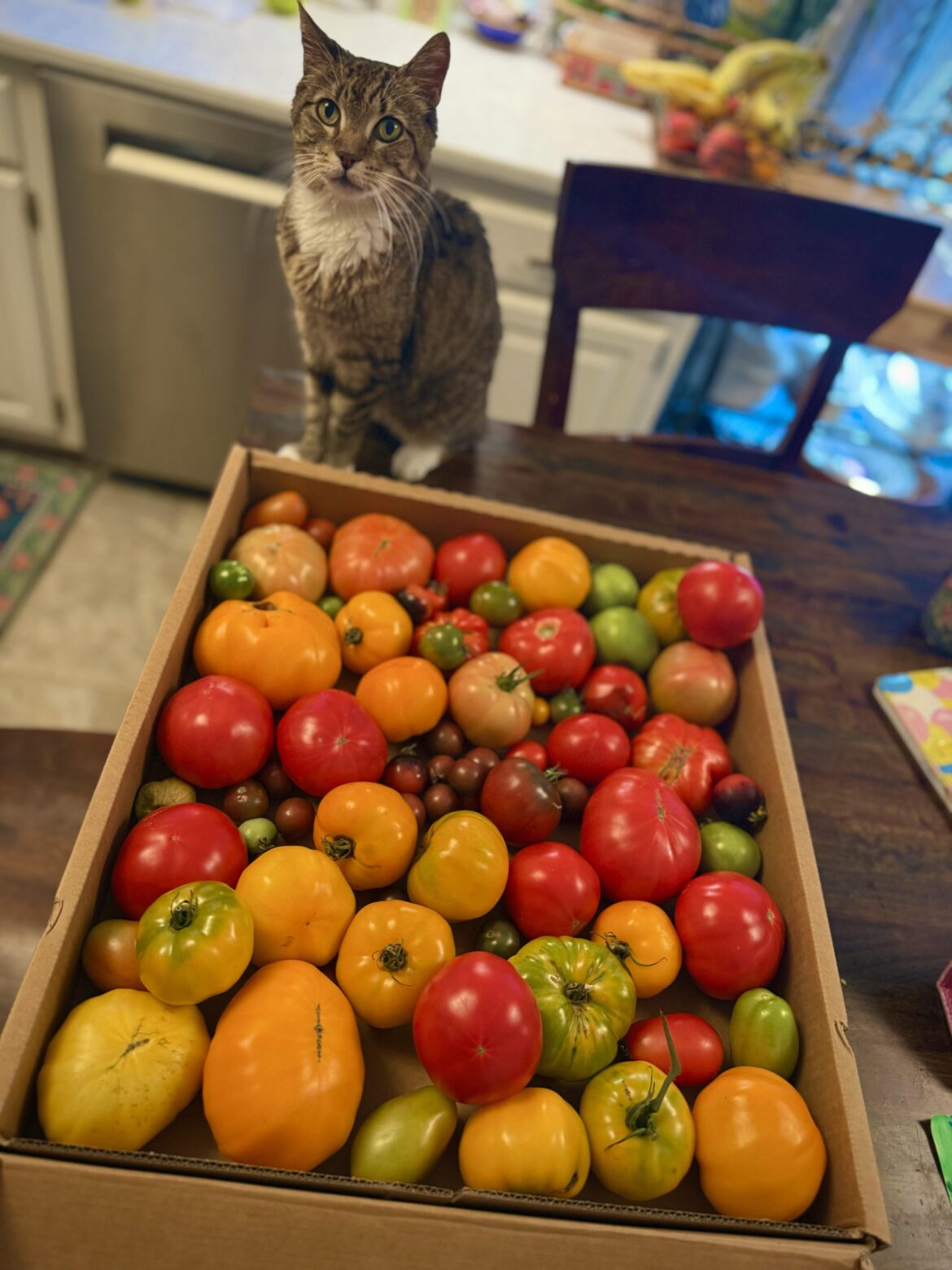 The Summer I Turned Heirloom (Cat for scale🐱)