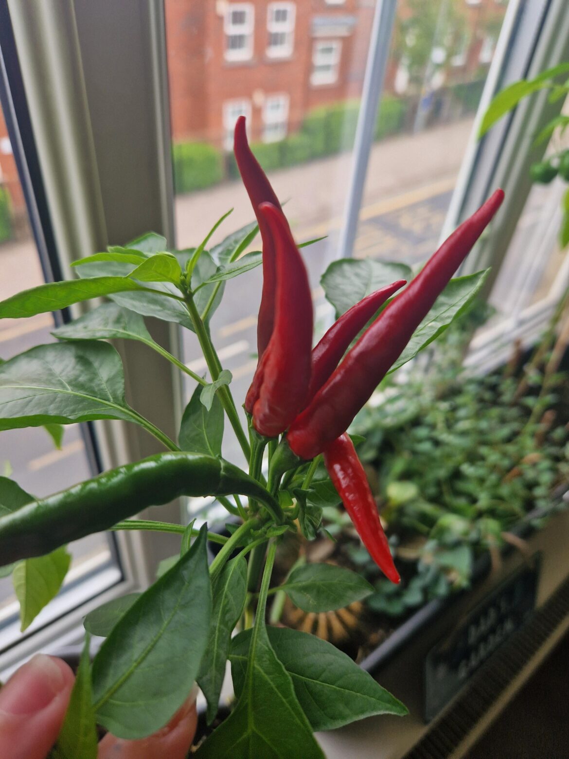 Ghost(?) Grown from seed - when to harvest?