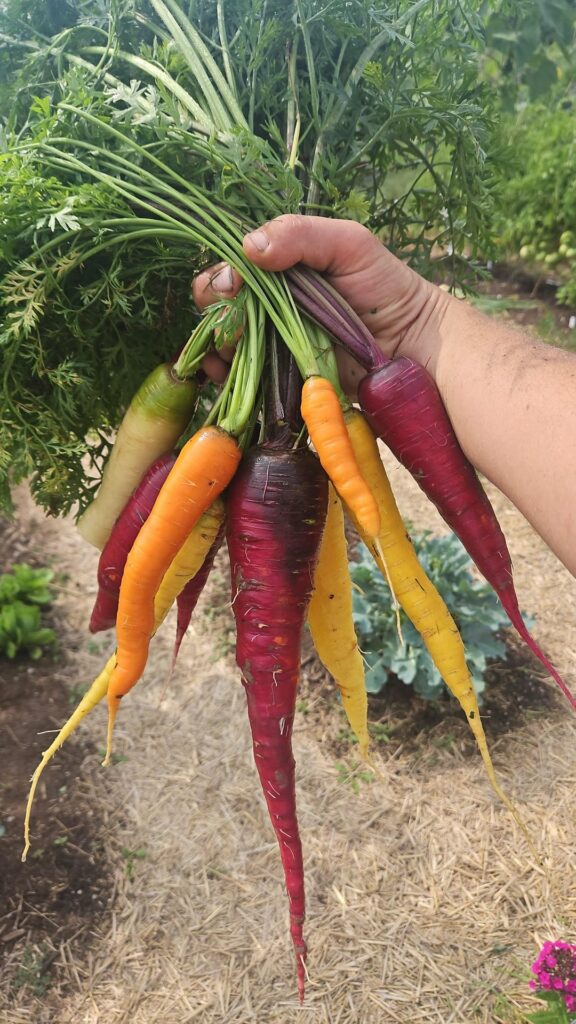 The most wonderful time of the year when all the produce in the house is from the garden or farmers market