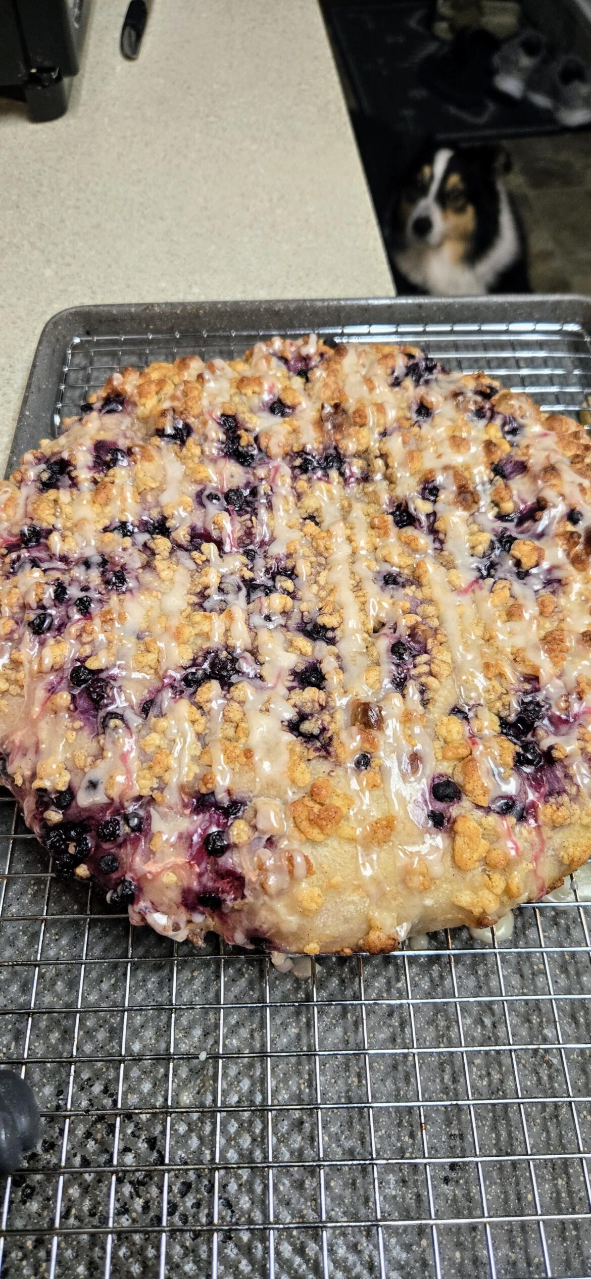 Blueberry Lemon sourdough focaccia bread the wife asked for. Sous Chef photo bombing. Blueberry Lemon sourdough focaccia bread the wife asked for. Sous Chef photo bombing.