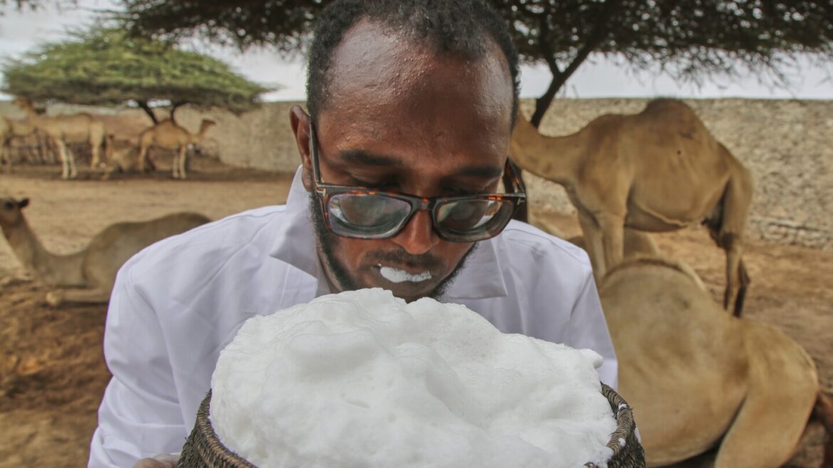 Somalia's camel milk revolution is improving nutrition