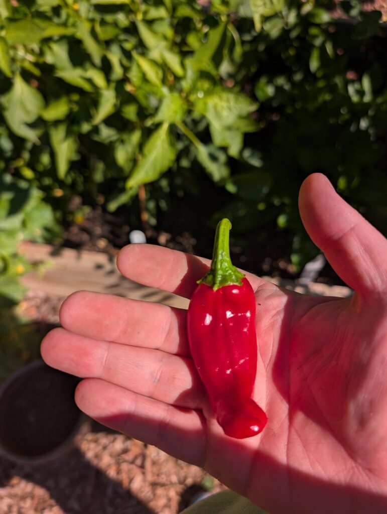 If Big Jim why Jim small?