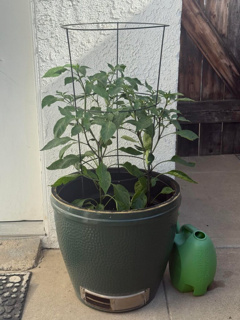 Cracked Base Repurposed- Jalapeño Plant (Update) Cracked Base Repurposed- Jalapeño Plant (Update)