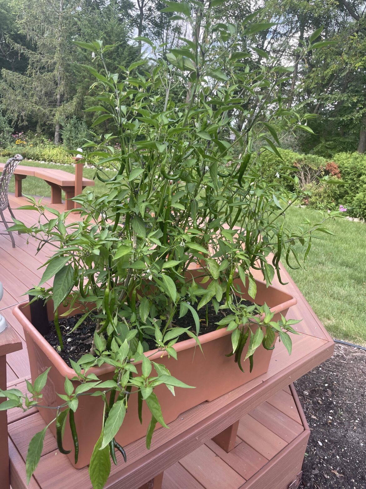 Thank you pepper people! Thank you pepper people!