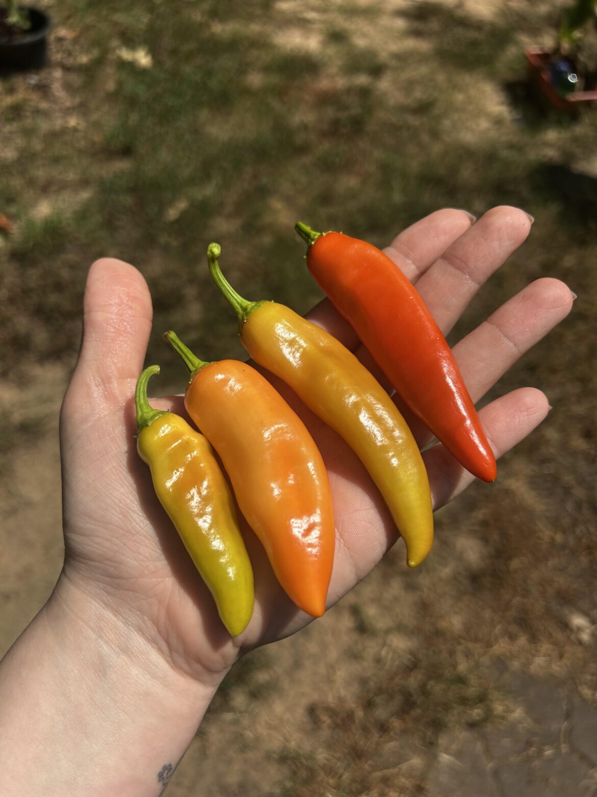 I just had to share the first handful of pretty peppers I picked today 🥹❤️