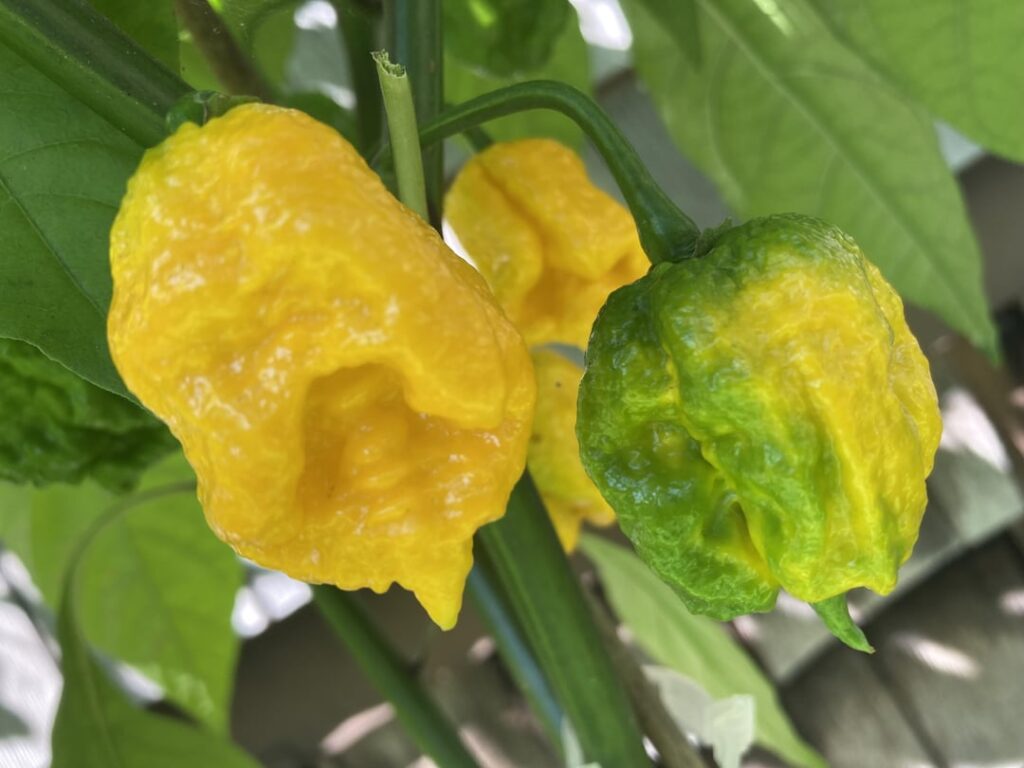 These guys are looking so cool