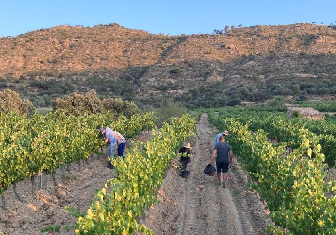 More than 2,000 people needed for grape harvest campaign in Spain