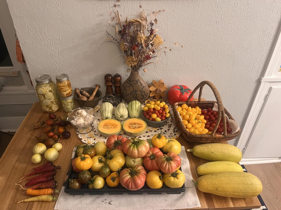 Another day of harvesting, processing, and pickling complete. I’m proud of my Sugar Baby cantaloupes and mystery squash. BLTs are in our near future.