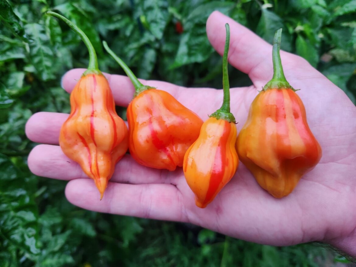 Zebrange Peppers, one of my favorite varieties