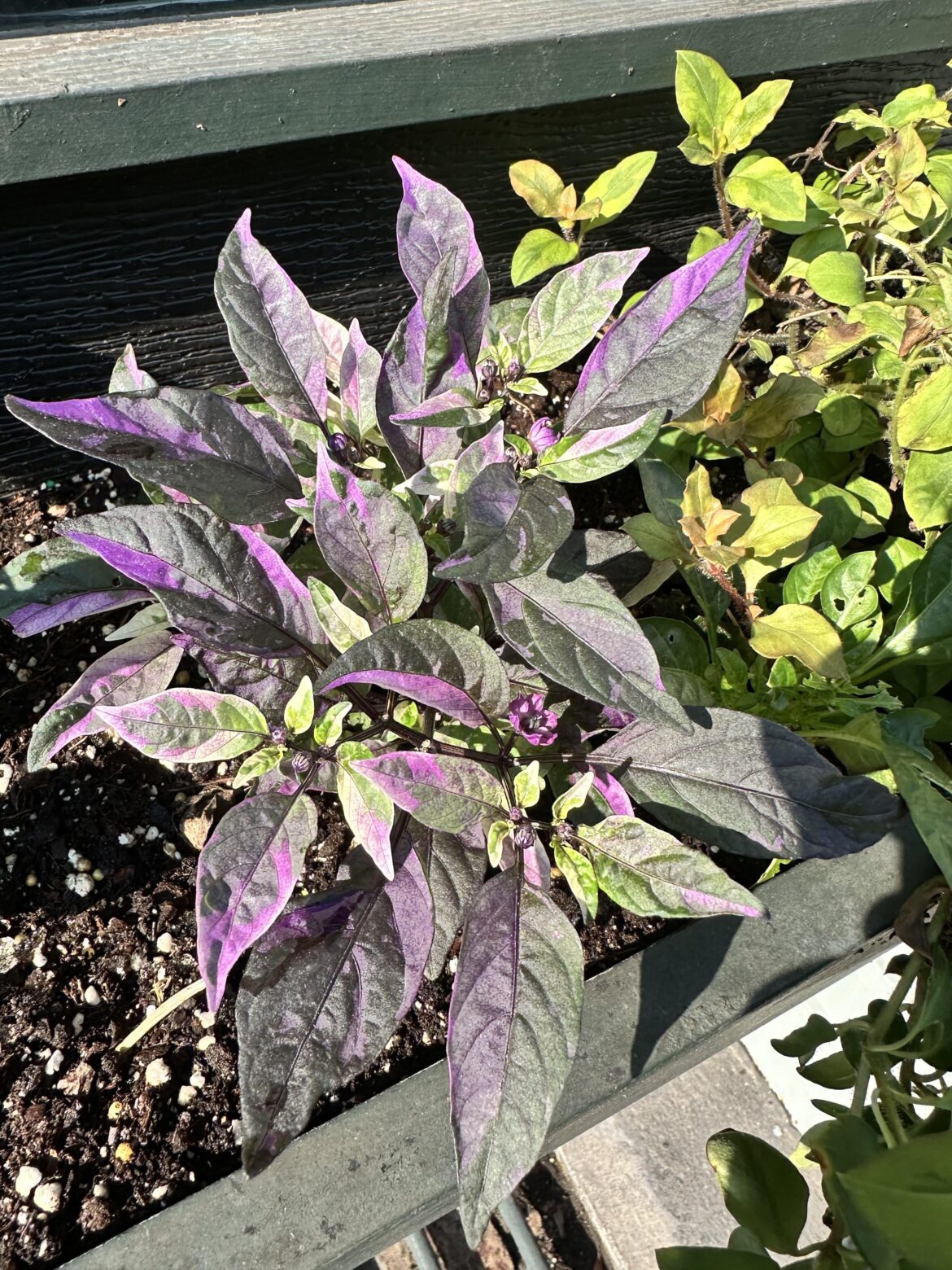 Saw this beautiful specimen in a restaurant window