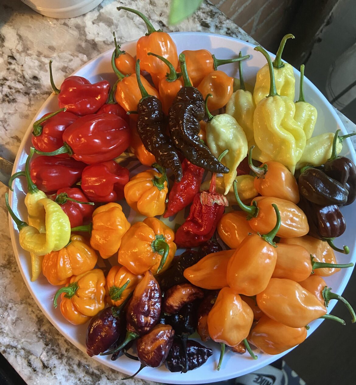 Latest pepper haul 🌶️