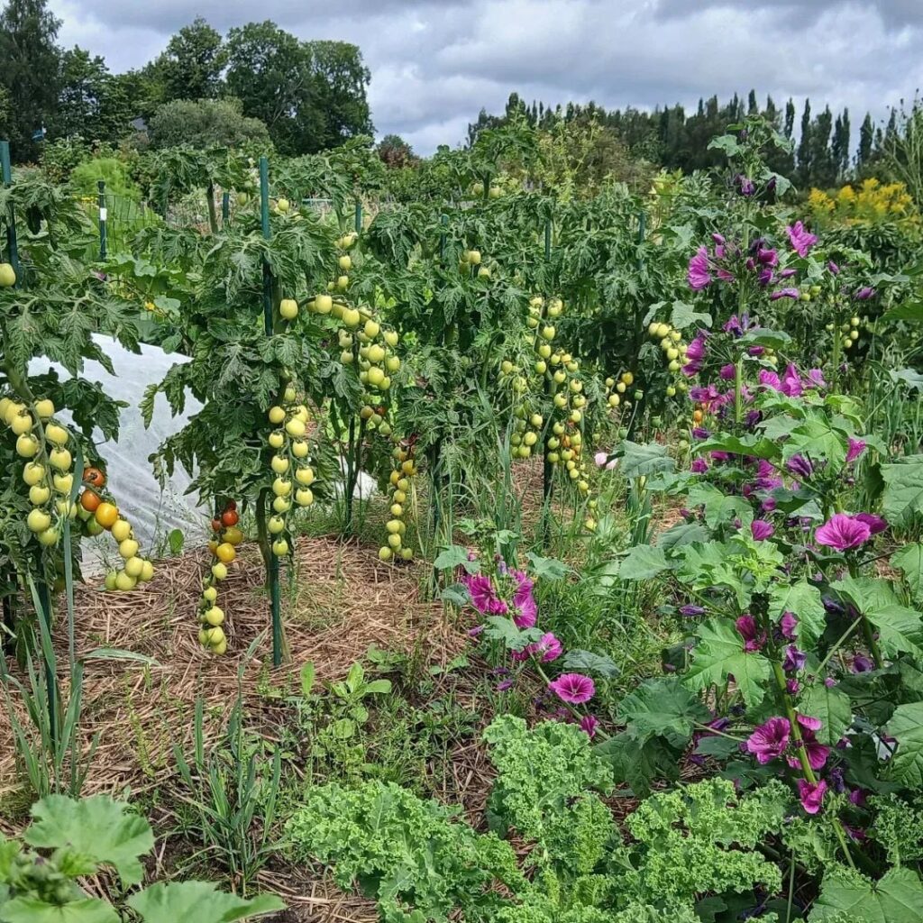 Finally ripening in earnest! Finally ripening in earnest!