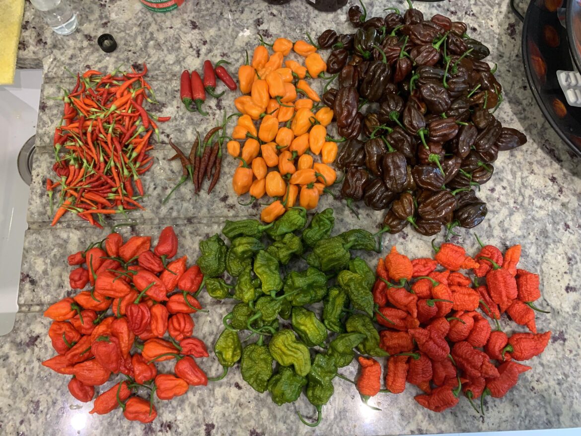 First harvest UK First harvest UK