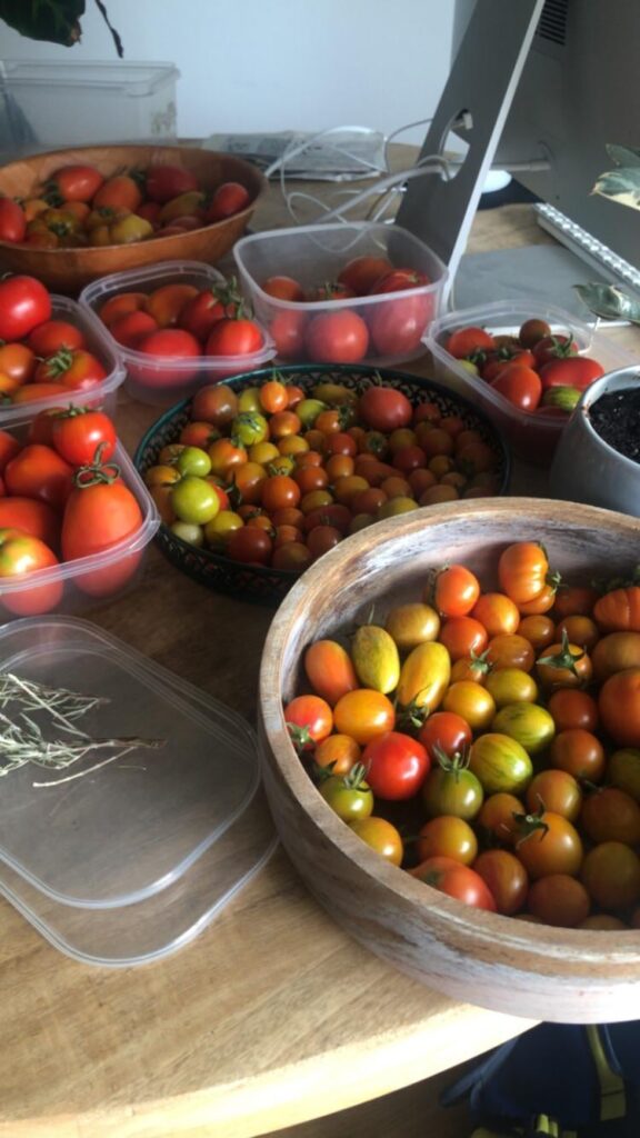 My first big harvest