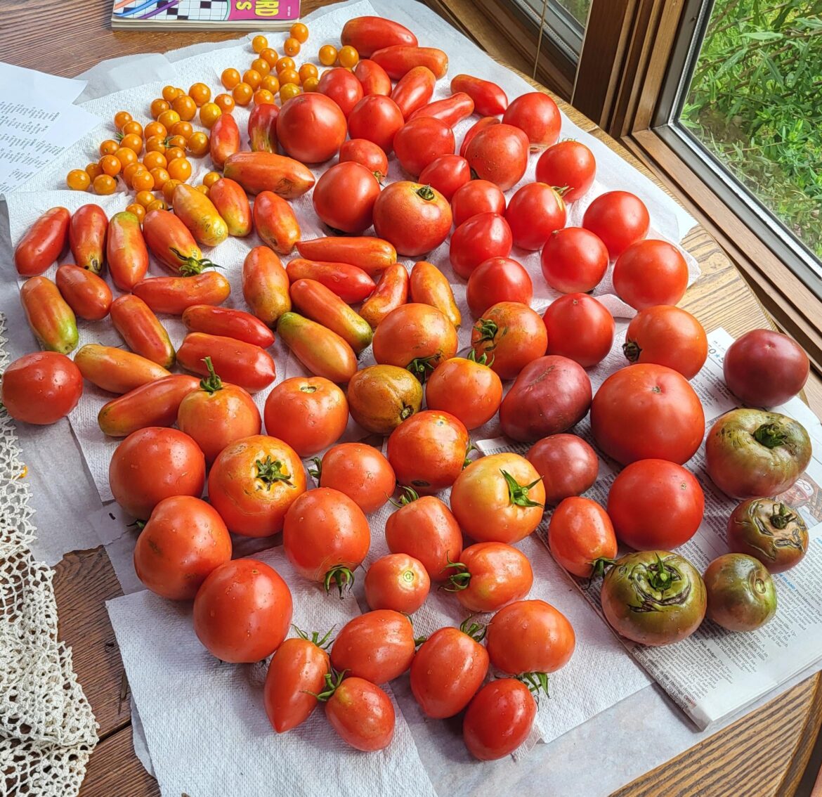 Starting to get some nice harvests daily