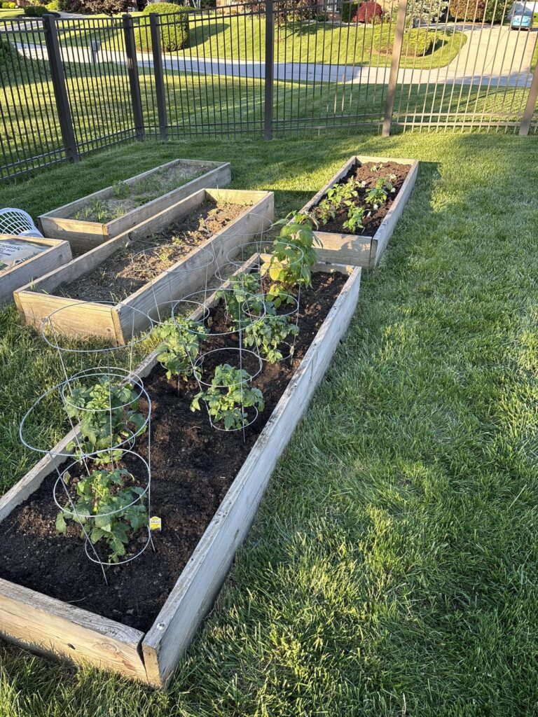 First year gardener First year gardener