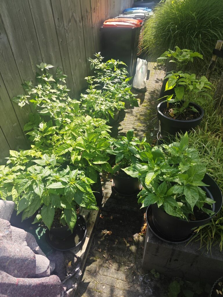 My first season My first season