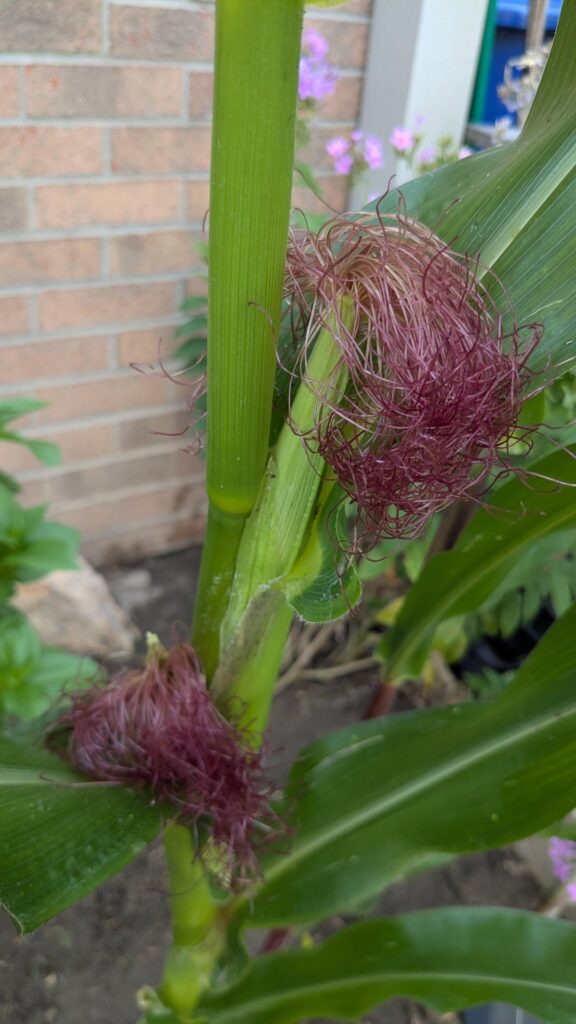 Went hard on the seeds for the wife this year