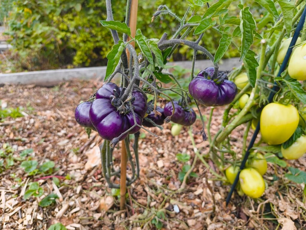 Update on my (purple) Black Russians