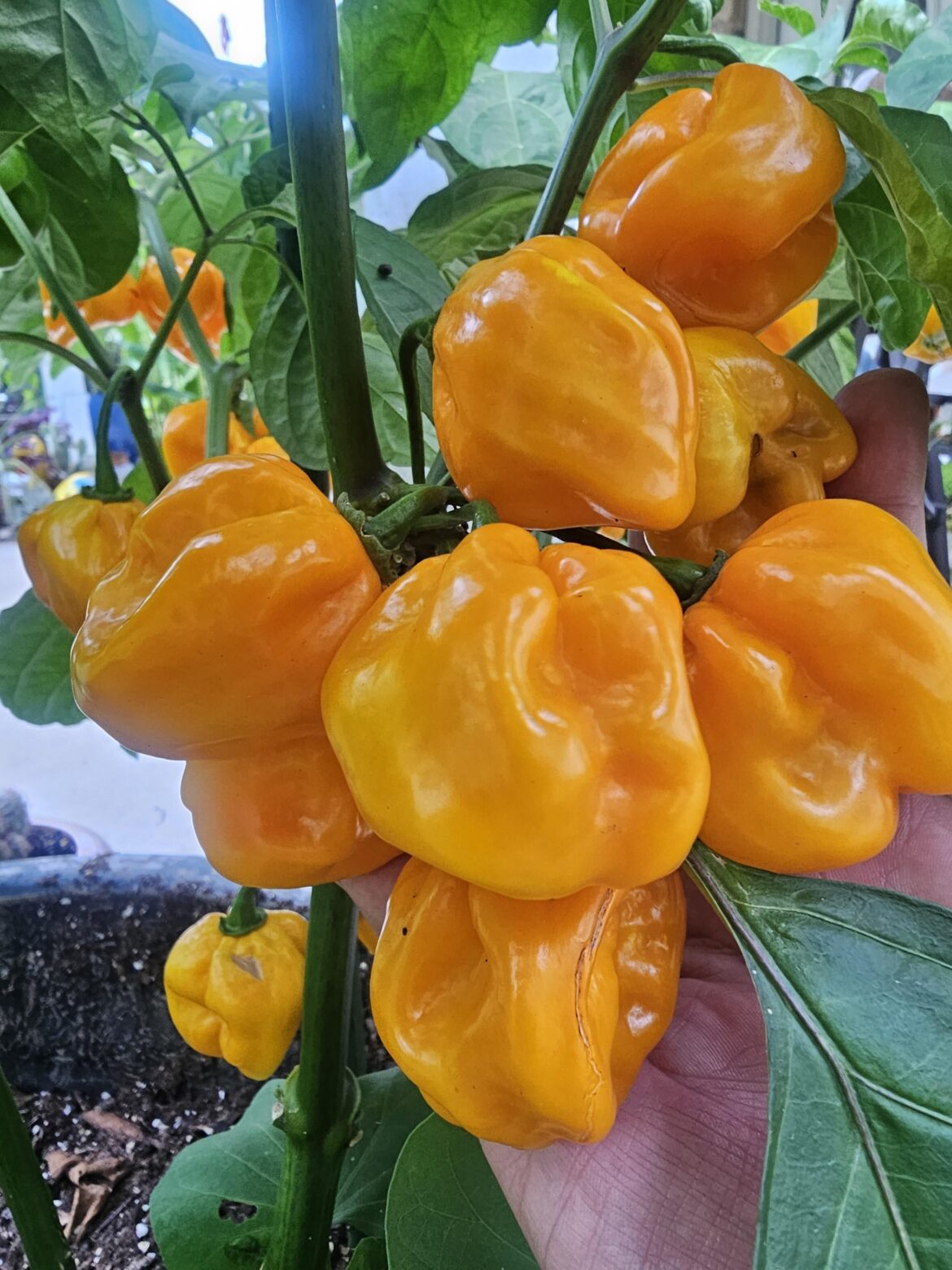 Habanero