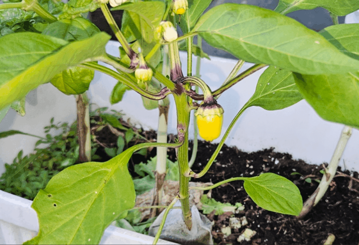 What am I growing?? Pepper staring as yellow. What am I growing?? Pepper staring as yellow.
