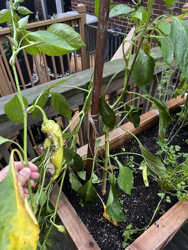 What ate my banana peppers? What ate my banana peppers?