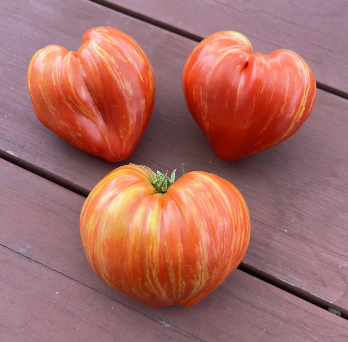 Dwarf Stony Brook Heart