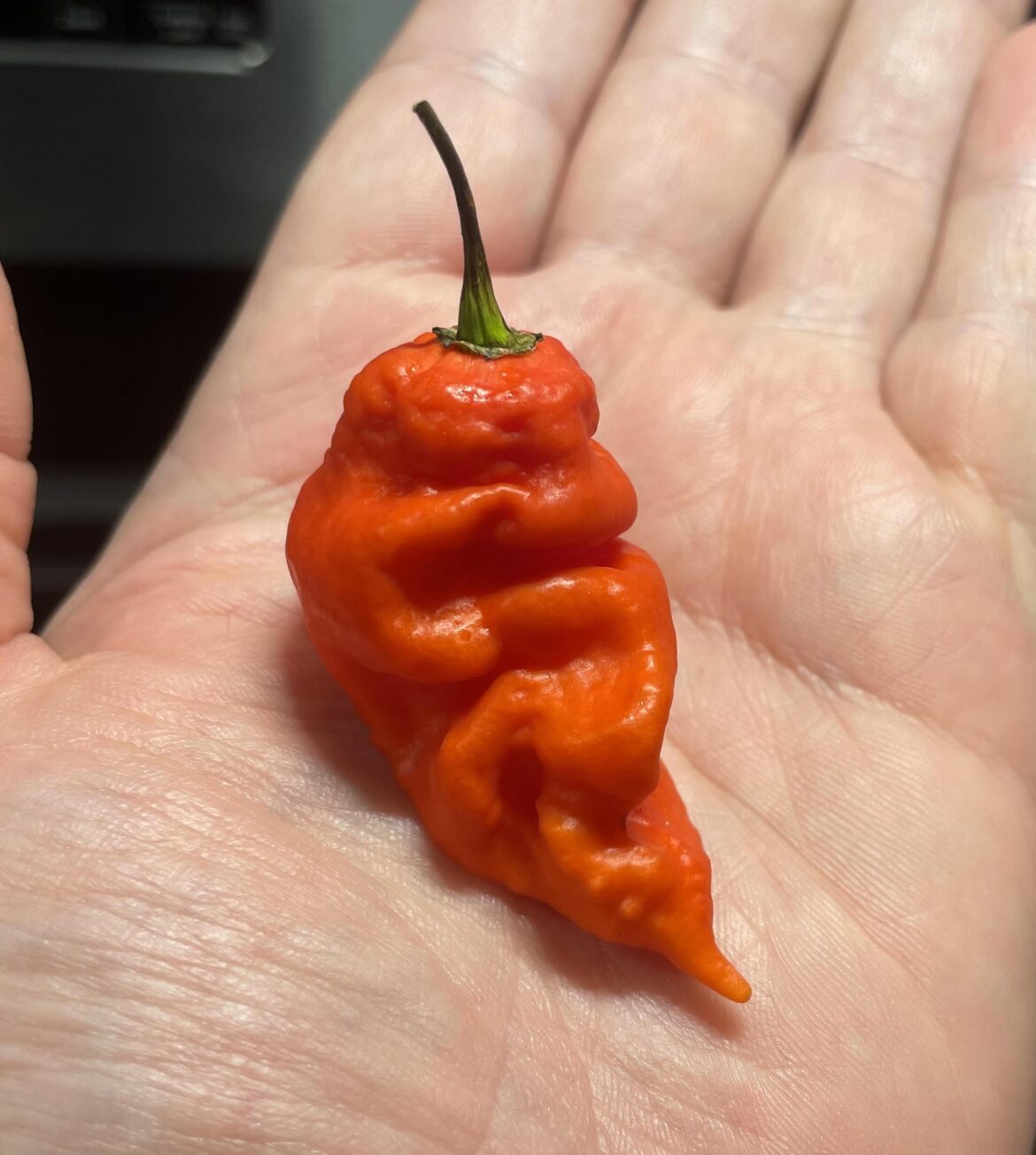 I was just gifted a bunch of these "Tiberius Mauler" peppers, and good god... my mouth is numb right now.