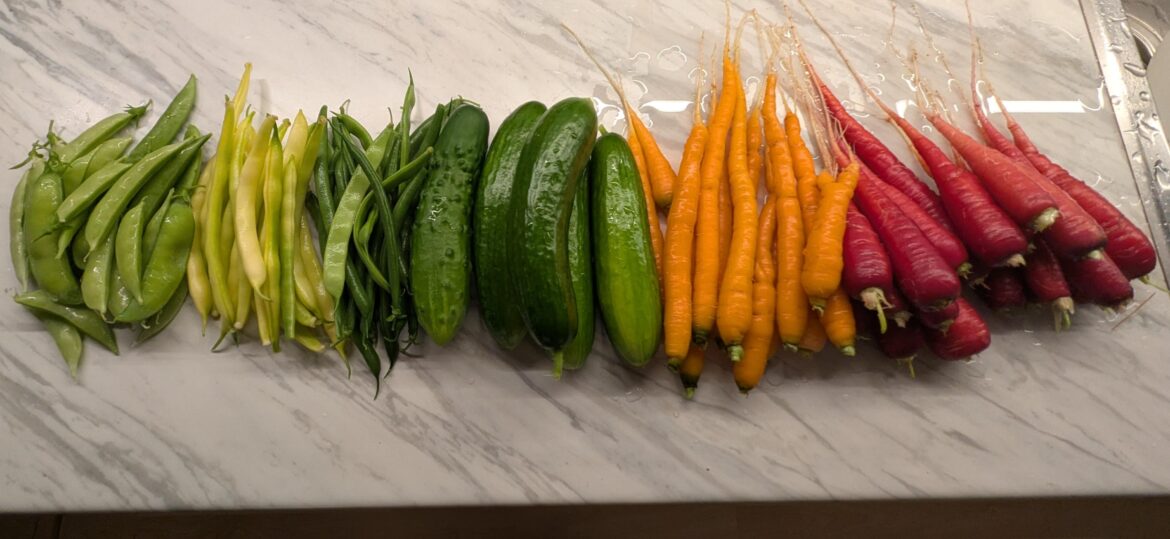 First real harvest of the year