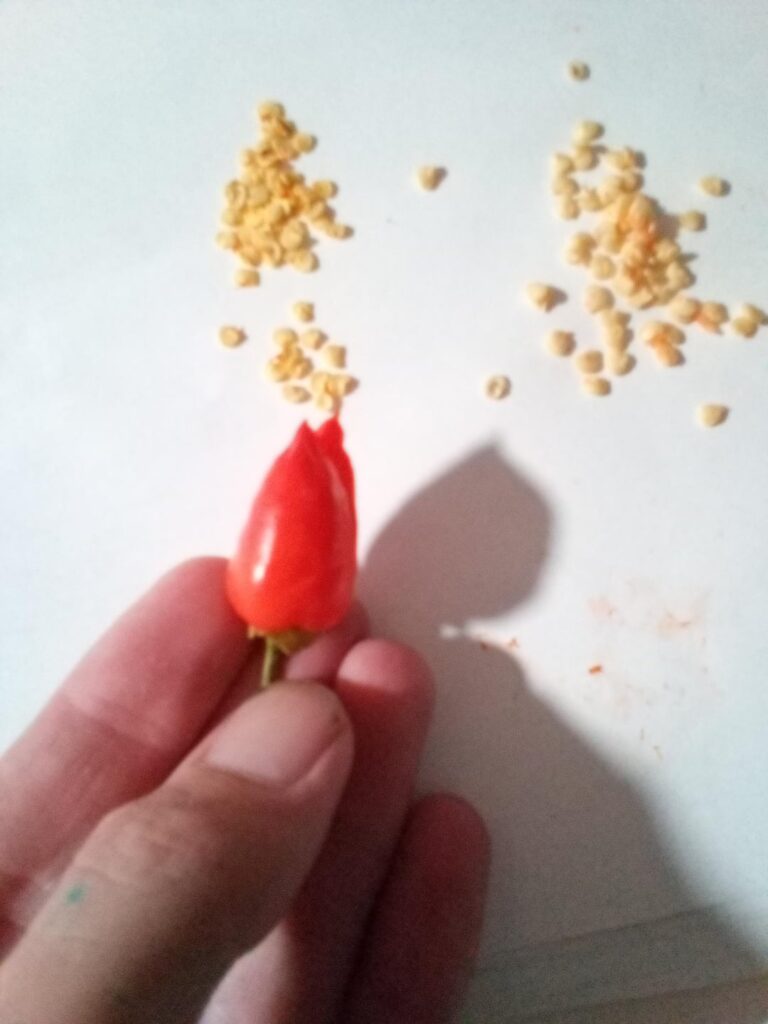 Ornamental (new-mex easter?) Ornamental (new-mex easter?)